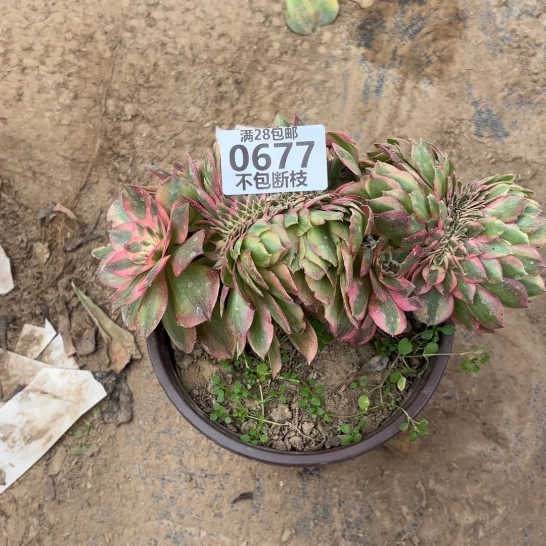 M. 677万白缀多肉，babe