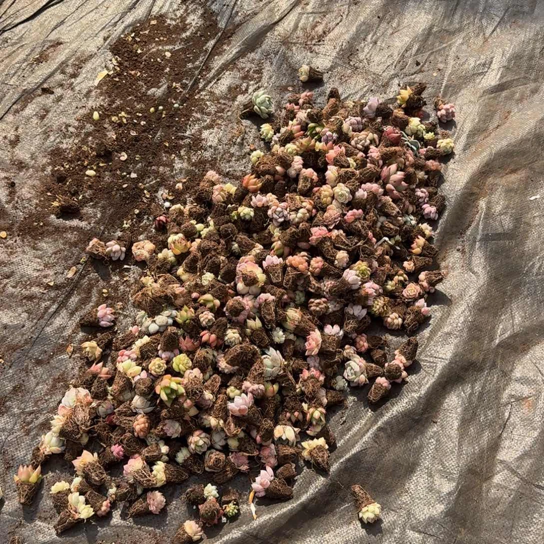 糖心东云混量拍保底100颗六号箱子发货22-1