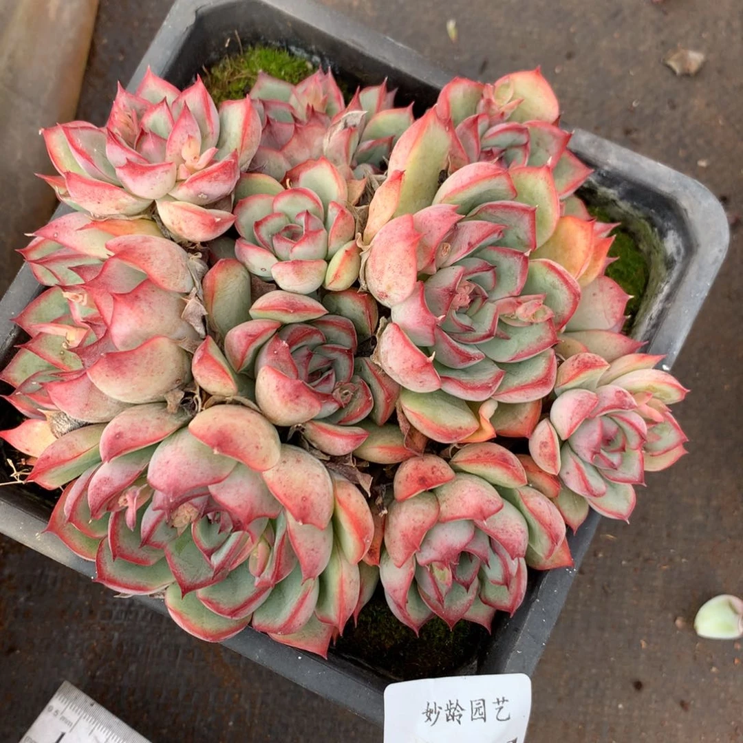 4821杂交精品基地13厘米