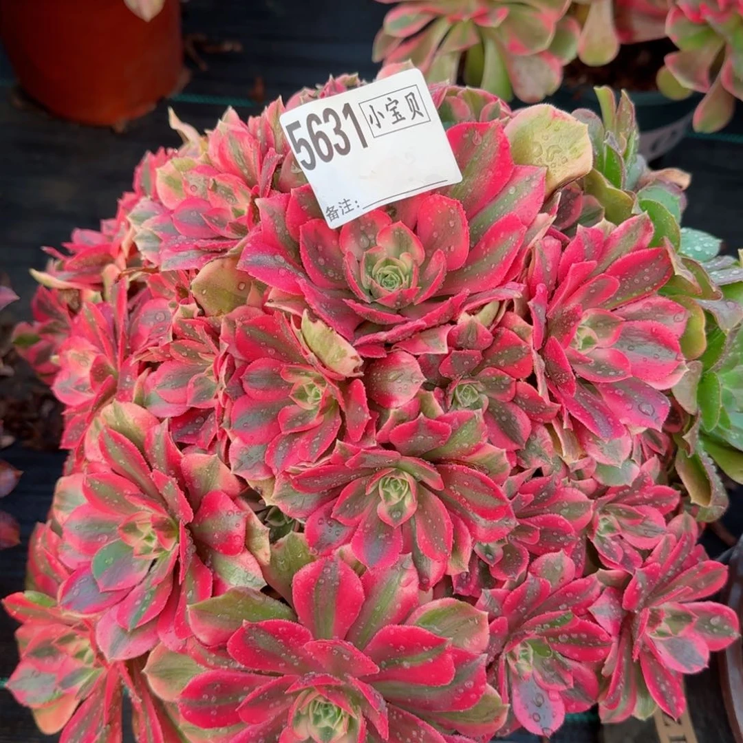 5631多肉女妖多肉