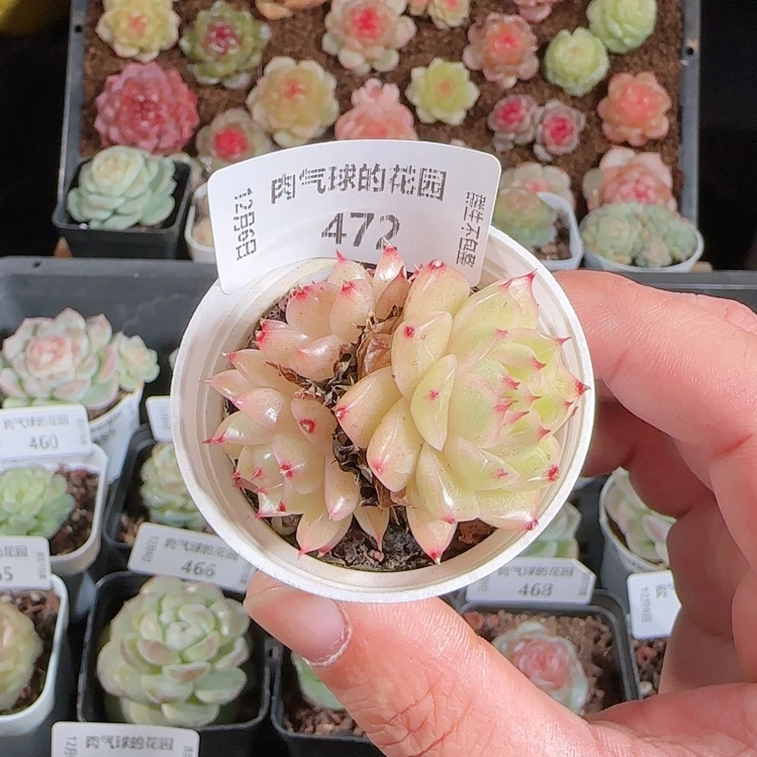 1206-472多肉群生不包整