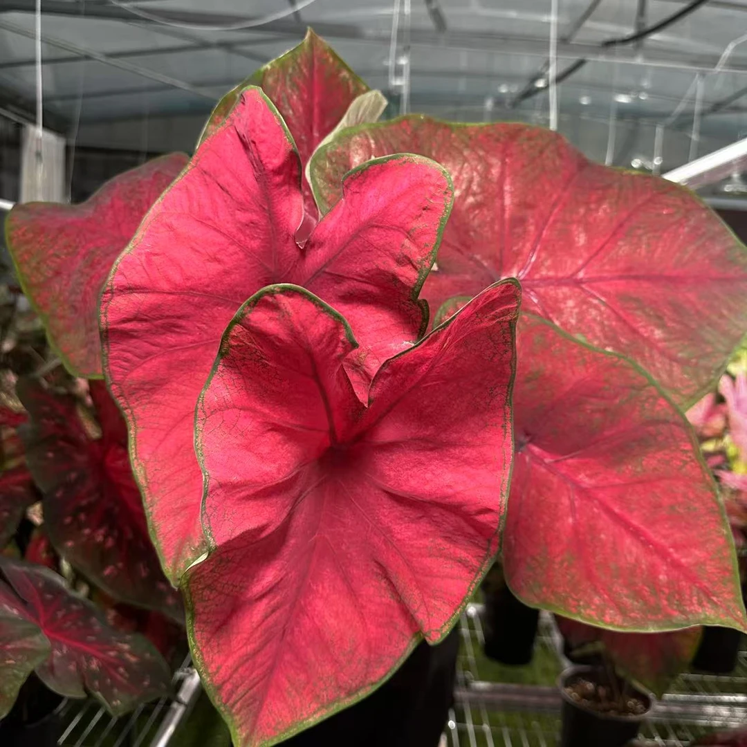 【布兰迪】大叶片彩叶芋锦化进口超大球根室内桌面阳台好养热植