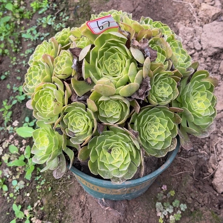 67雨荷多肉植物法师