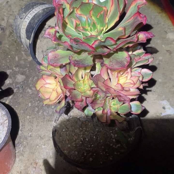 丽***头法师植物魅影法师079