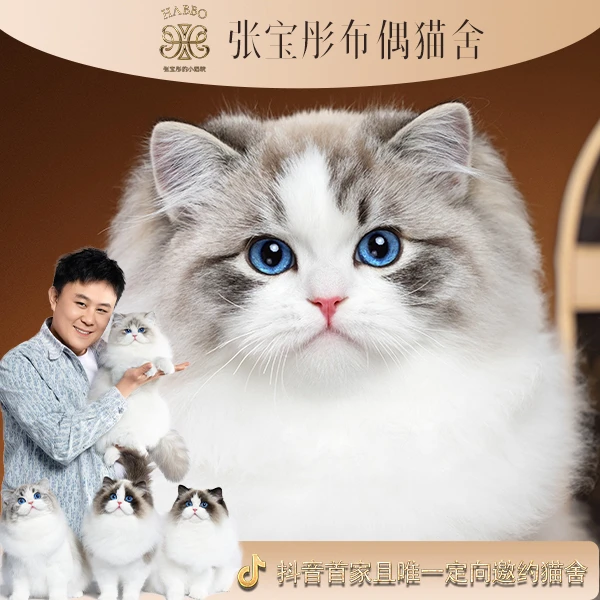 张宝彤布偶猫舍-可可豆弟弟| 新脸版创始猫舍