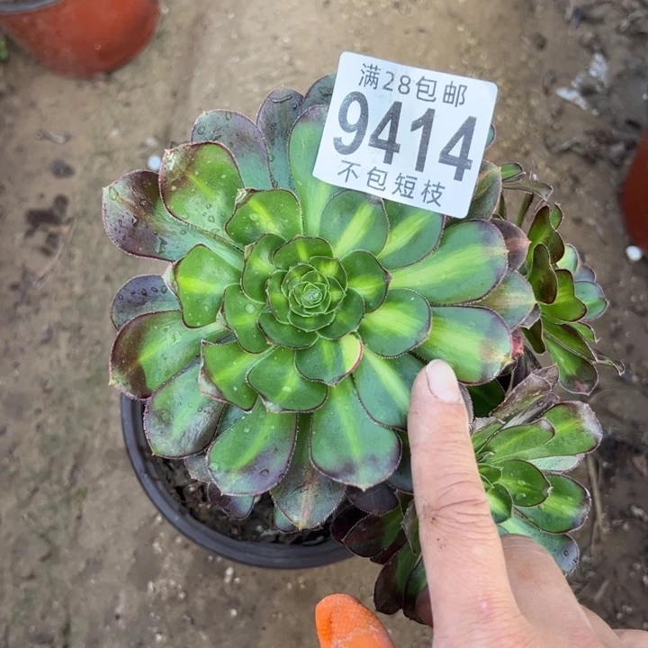 9414爱马仕中斑多肉植物