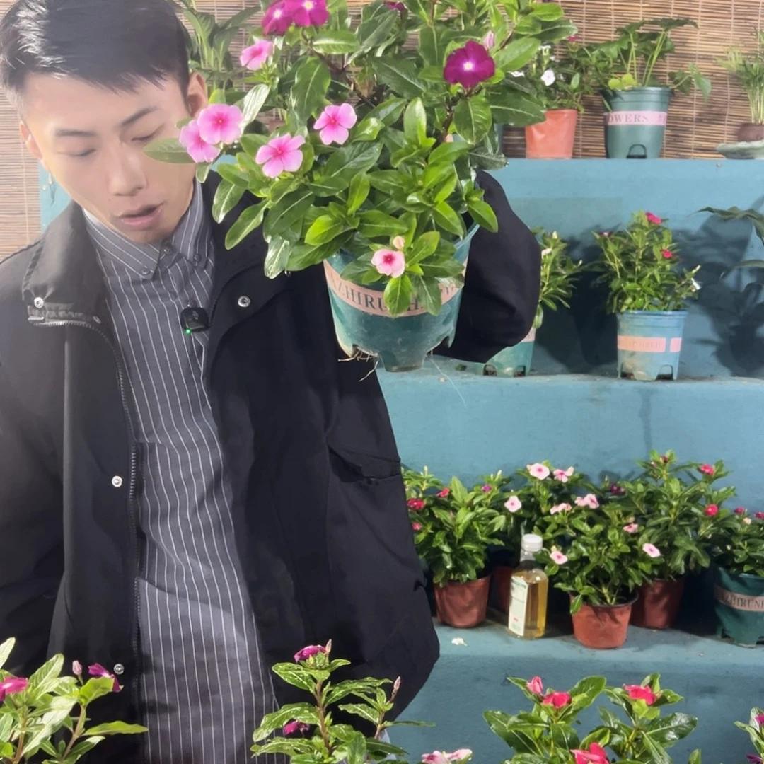 完全开放加仑盆天天开一盆