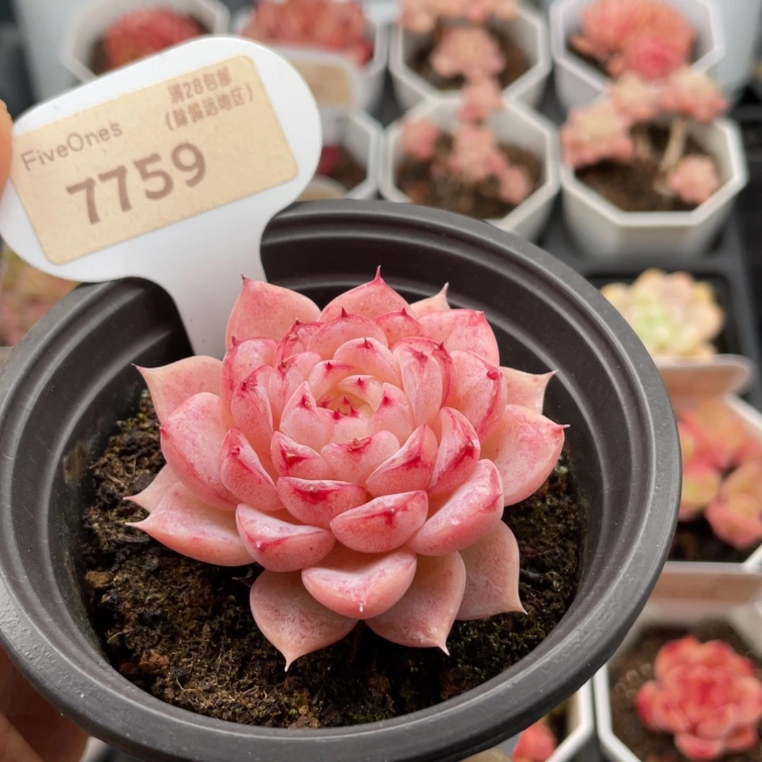 天鹅绒7759-5.5厘米