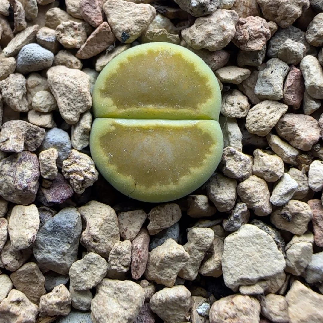 138 开播福利生石花大棚直播