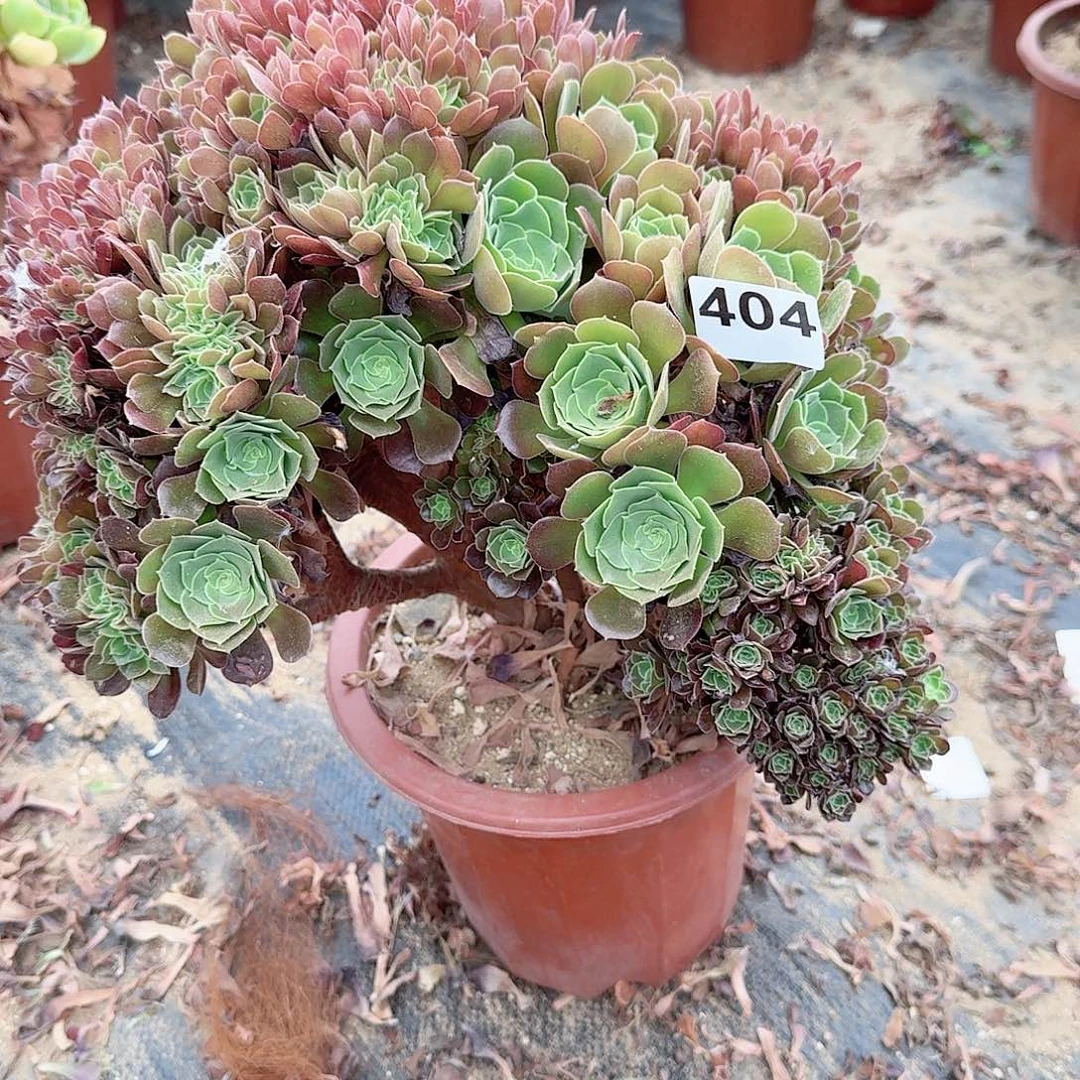 404玫瑰朵朵一颗呀呀