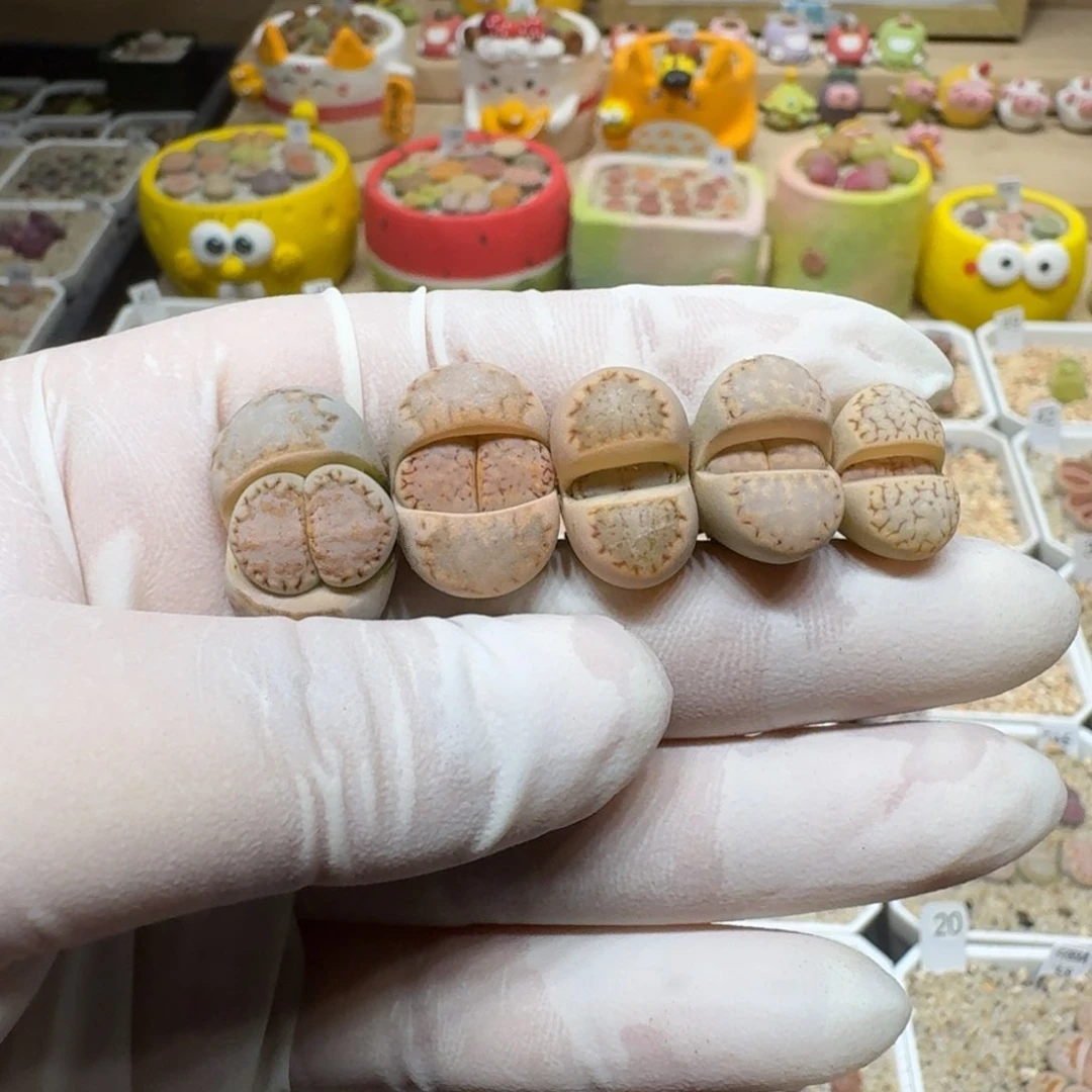 煮**茶0203-08饼干编号217