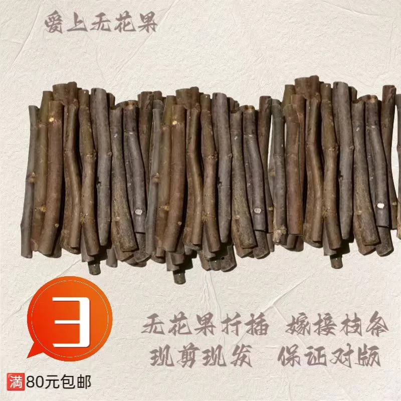 高品无花果扦插 嫁接枝条 现剪现发活性好