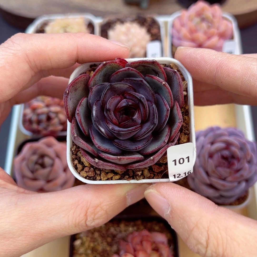 好好看101、哈哈哈哈