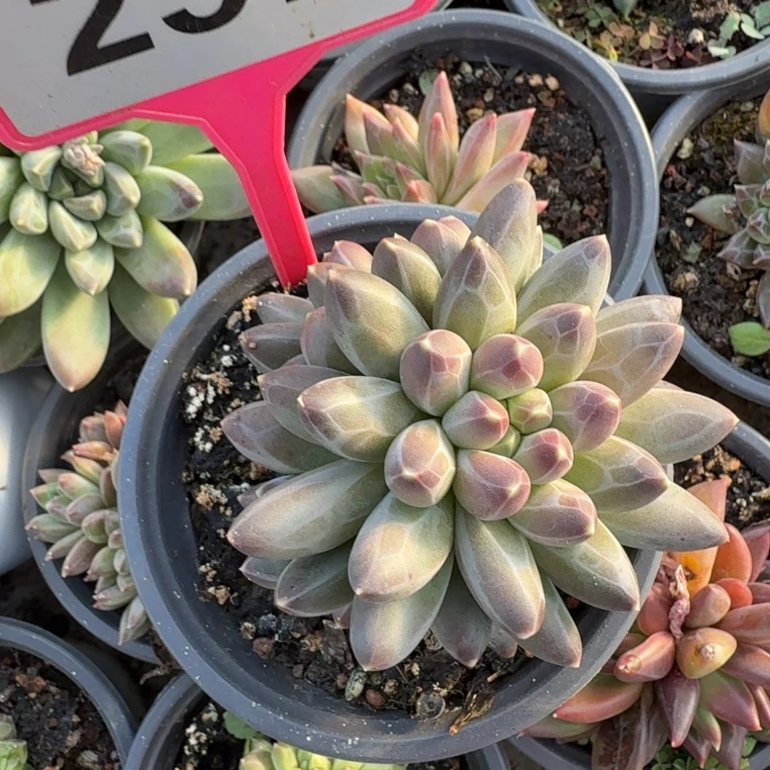 申公豹一物一拍257