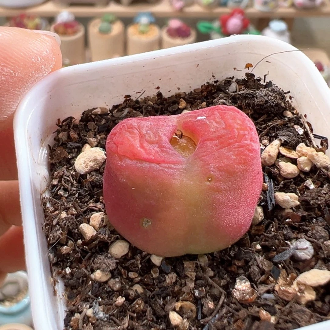 多肉植物26号水蜜桃