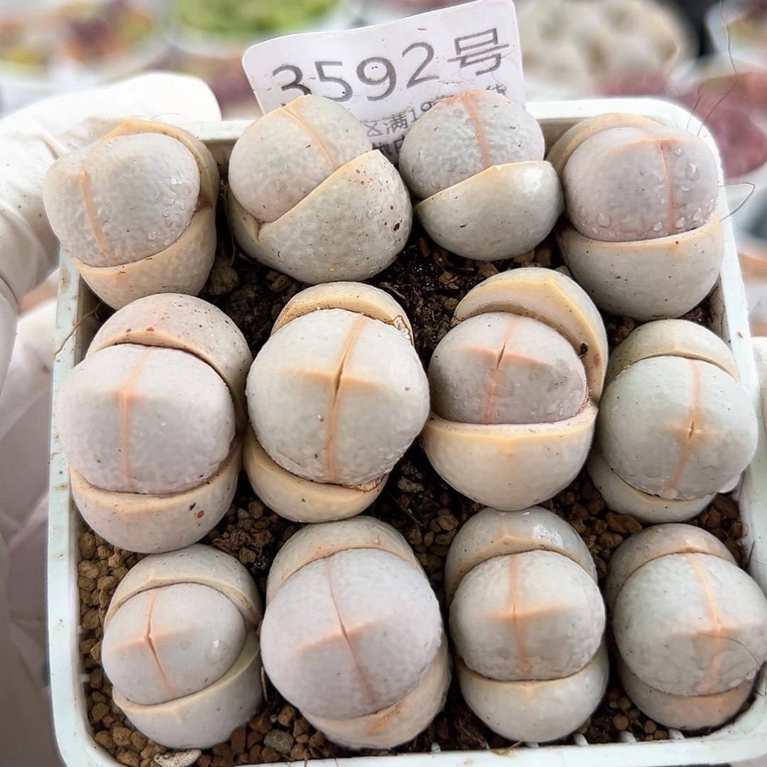 好养易活生石花大母本3592