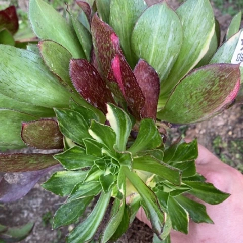 824嫁接魅影七彩满25包邮多肉