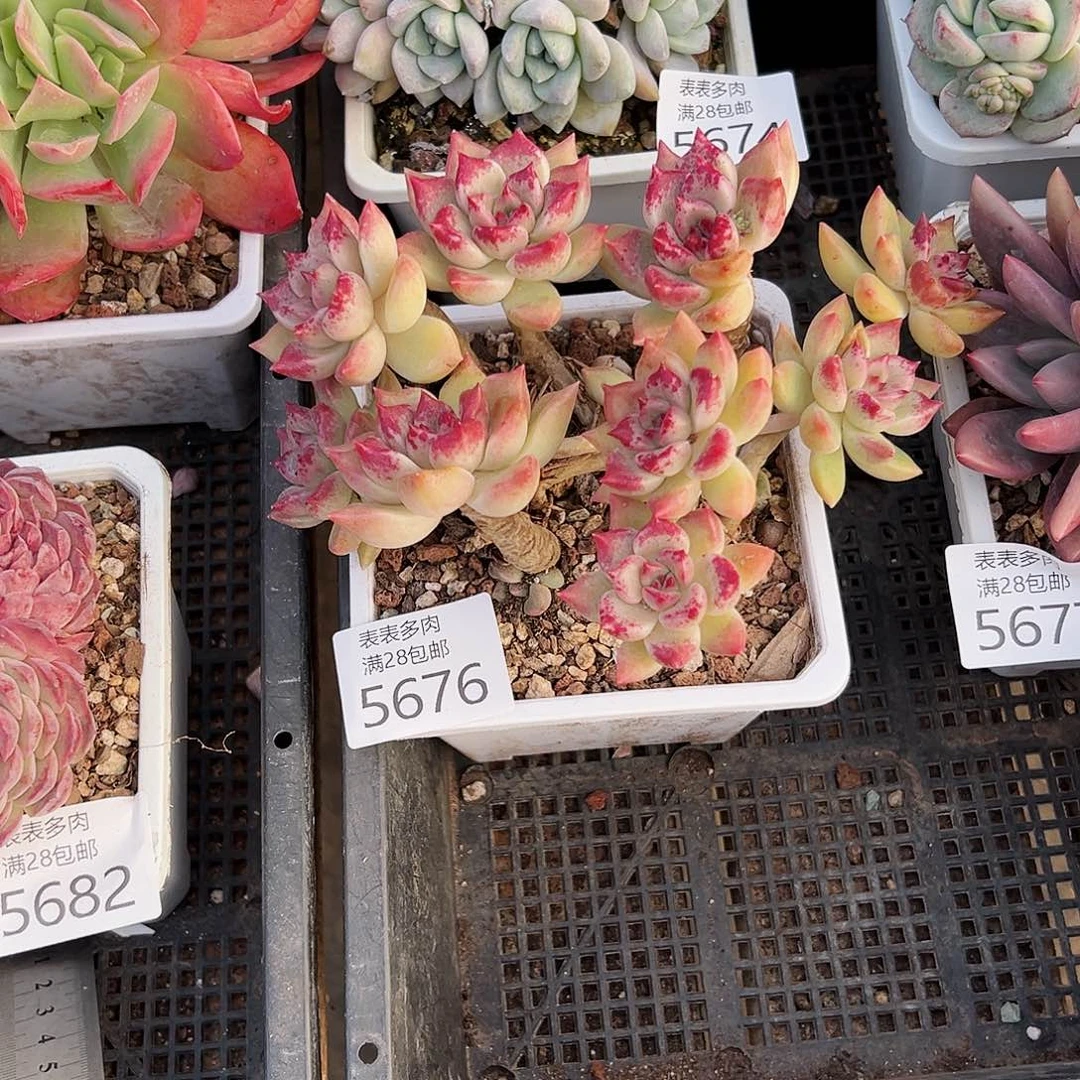 9号随**欲我们的确是一个5676