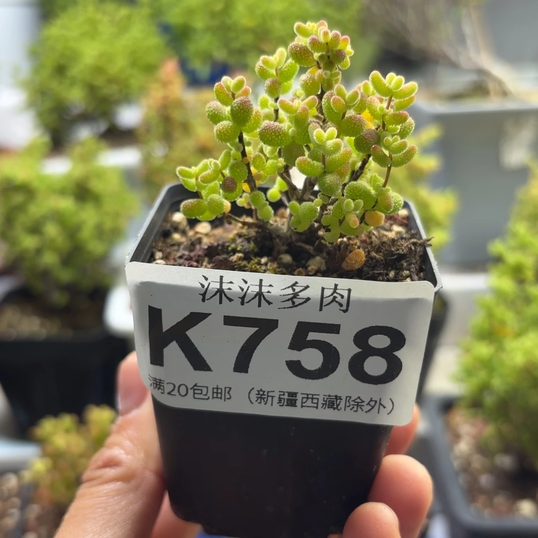 758金桔糖球枝干番杏