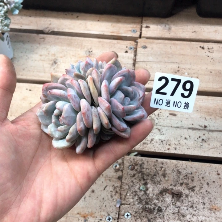 星影梦露石榴籽279