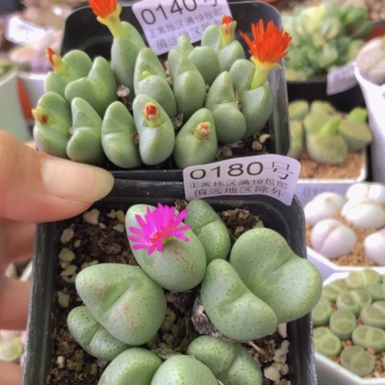 0180，0140，如图两盆