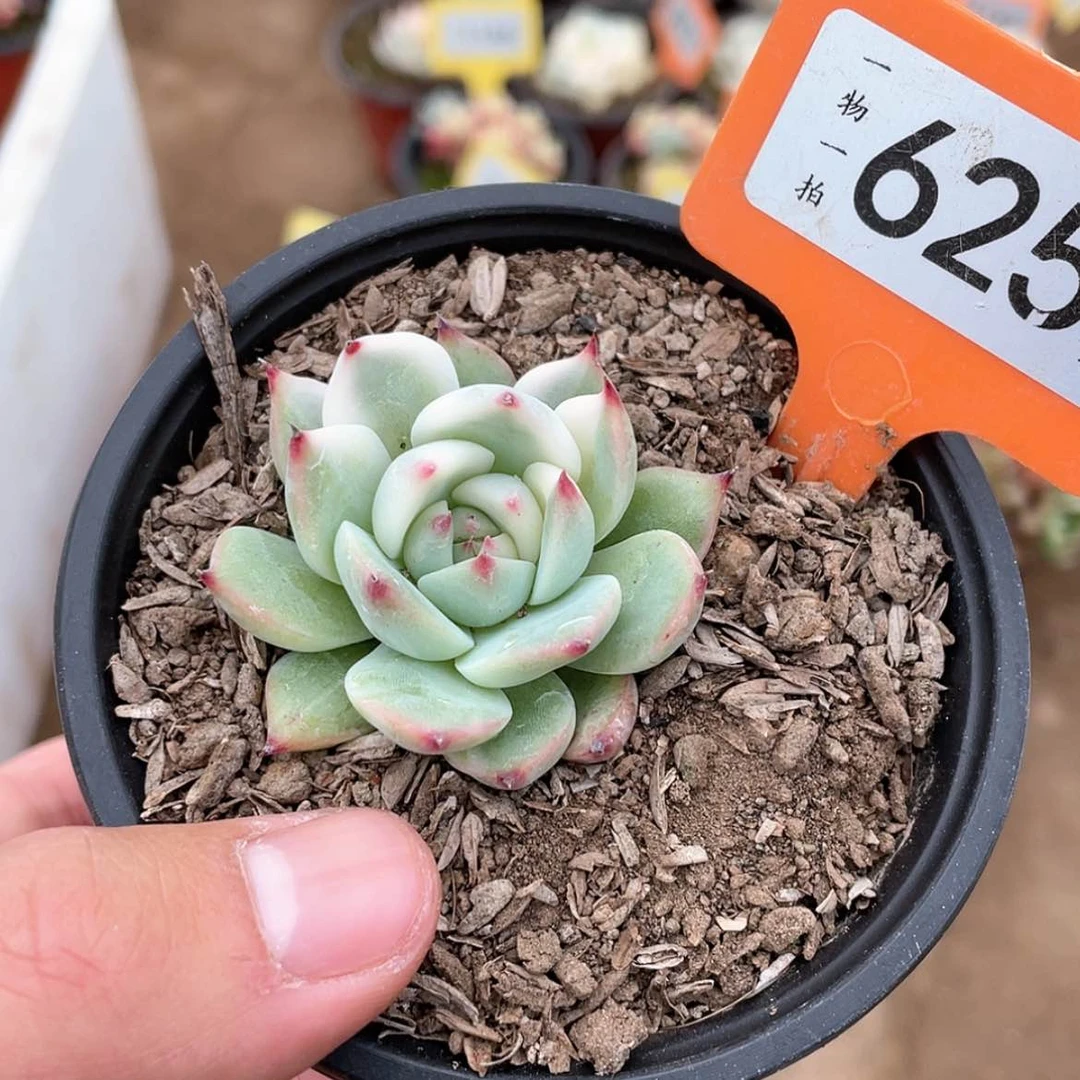 【闪购商品】625号