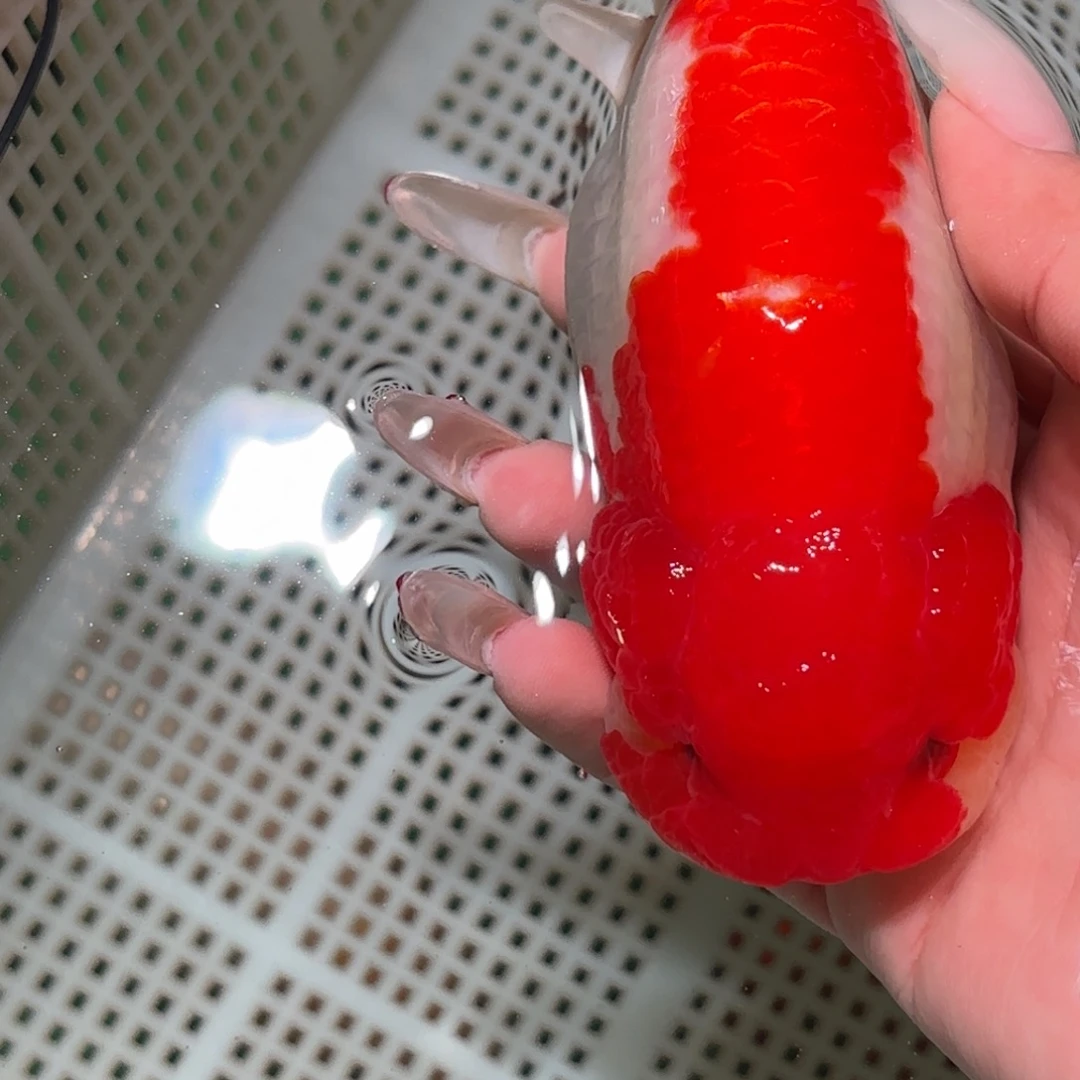 少***话金鱼拍包装包邮不拍包装运费到付