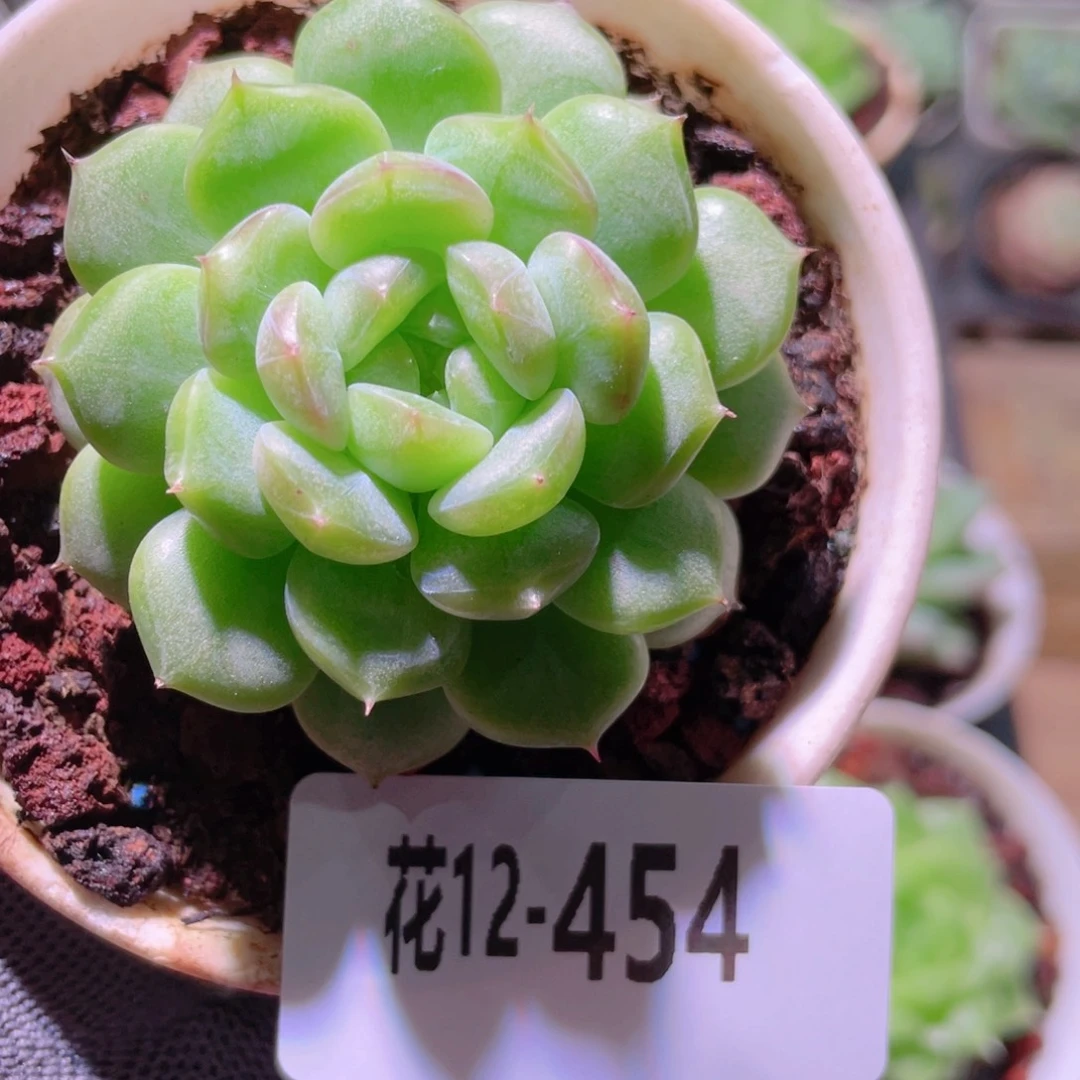 喵***6花利美12-454珍妮