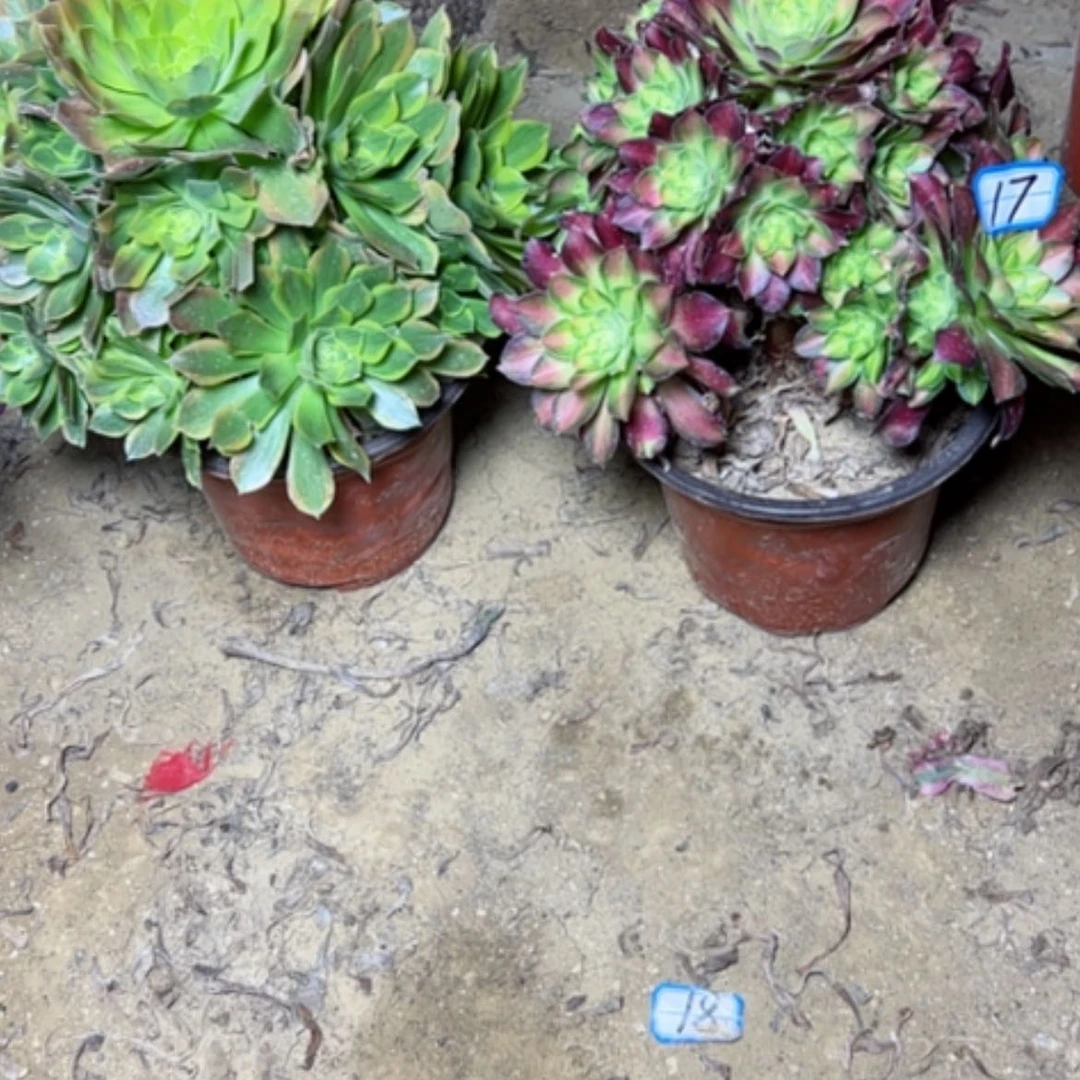 【闪购商品】多肉植物两个17