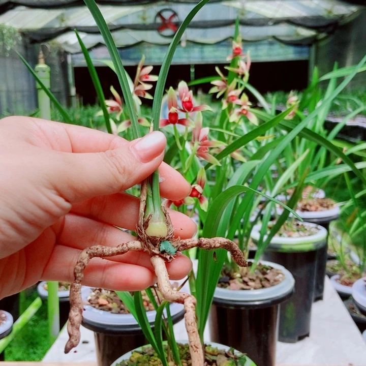 无花朵精品购物建兰国魂引种