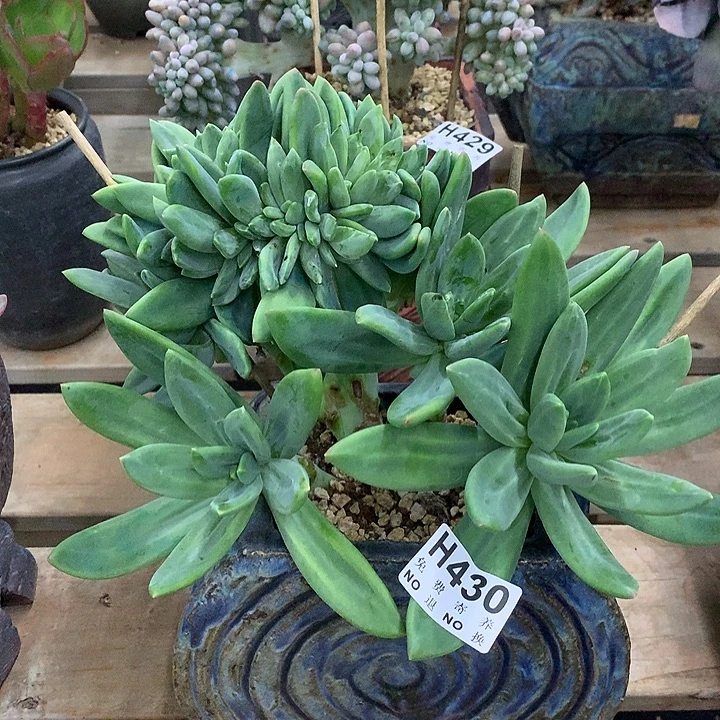 海洋之歌缀化 非偏远38包邮 节后后