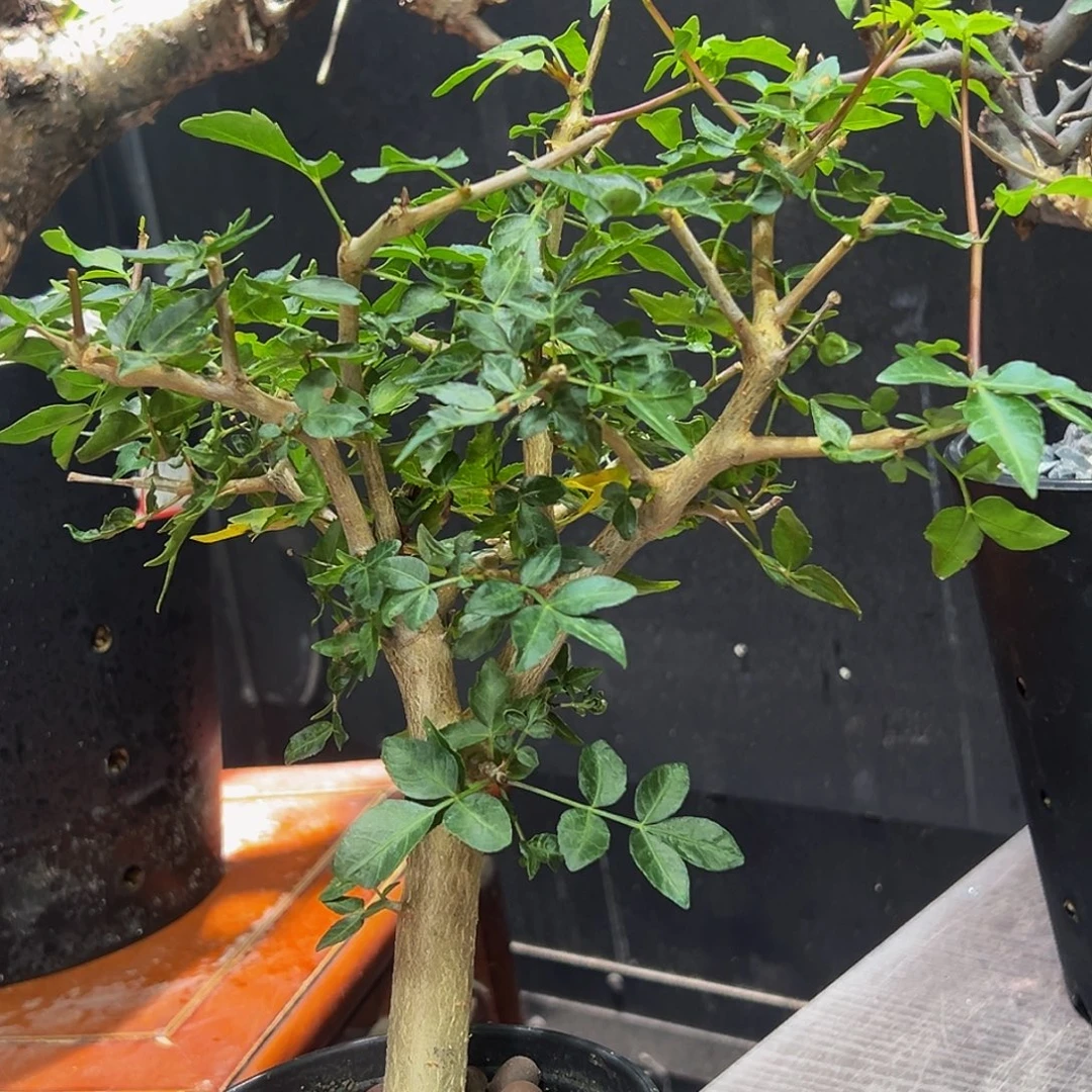 芳香橄榄888888888