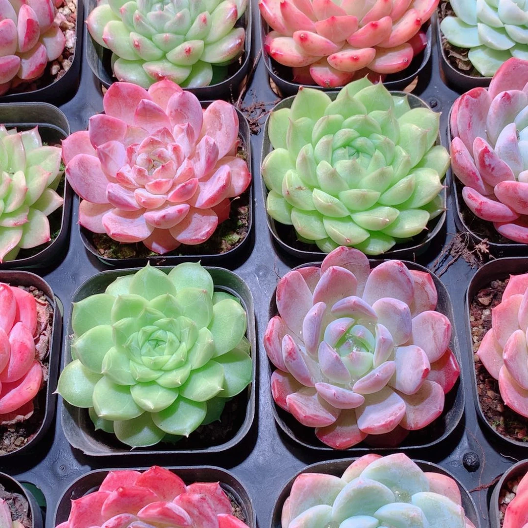 18-量拍品质保证多肉带盆16颗全单头