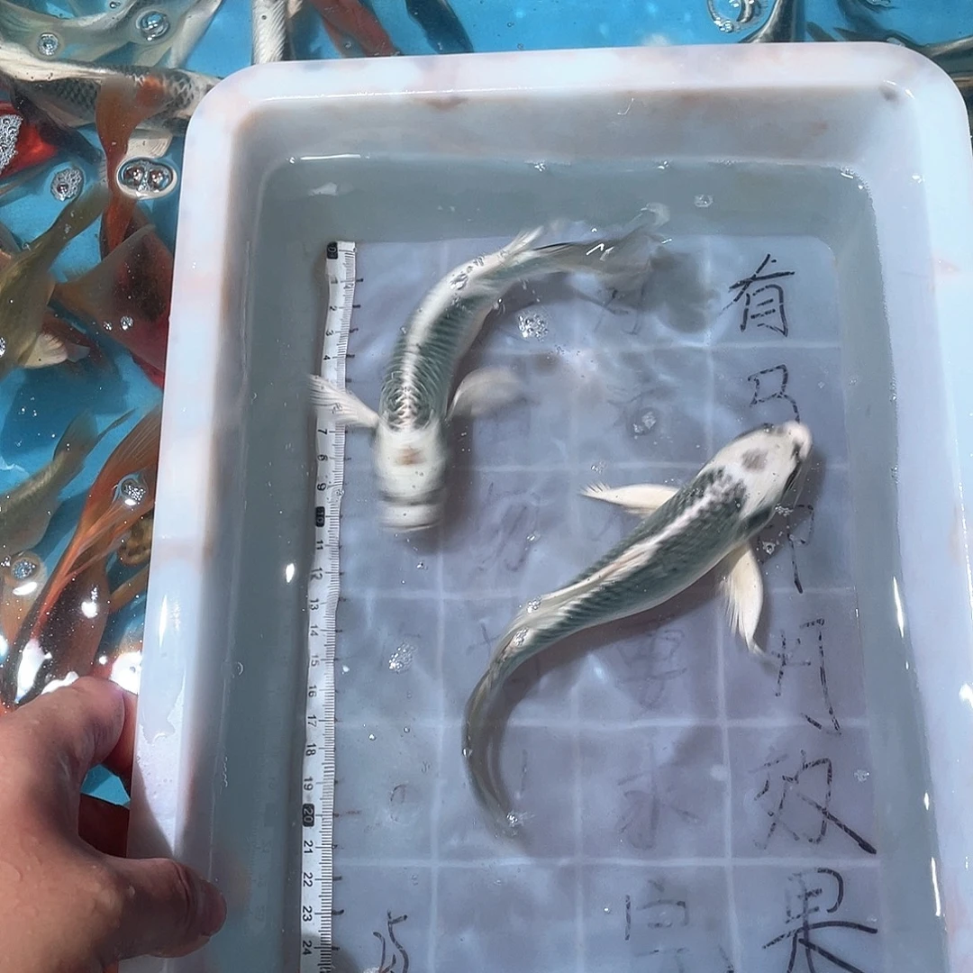 蝴蝶鲤渔场直发54