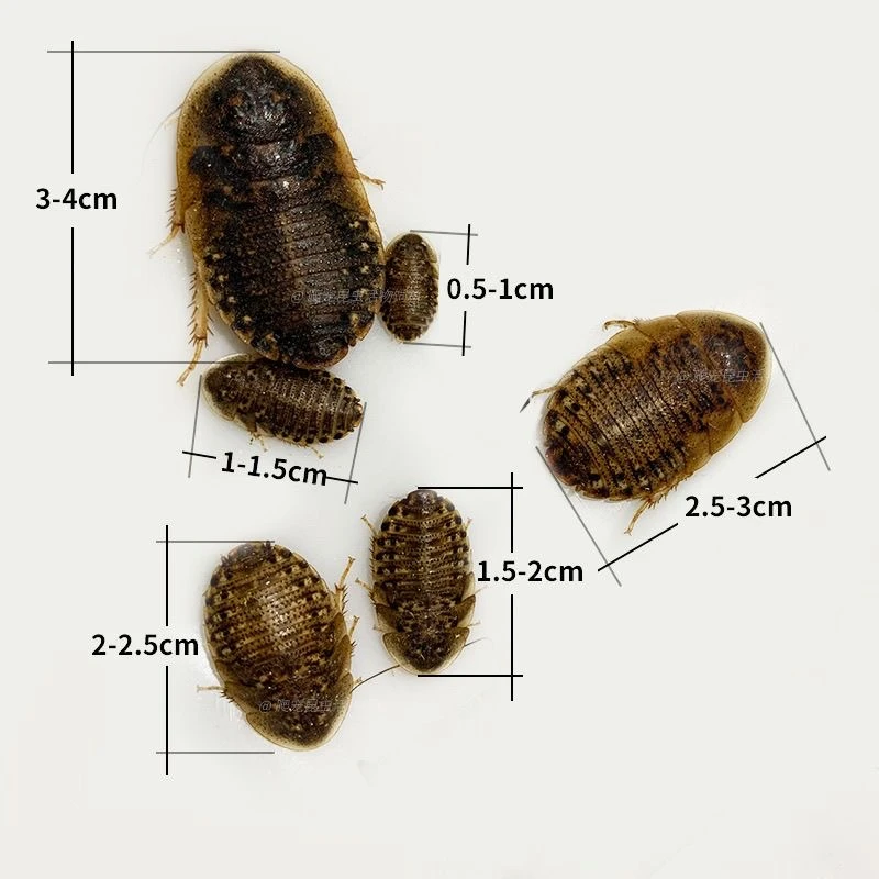 杜比亚蟑螂活虫活体饲料蜥蜴蜘蛛画眉鬃狮蜥蝎子干净卫生