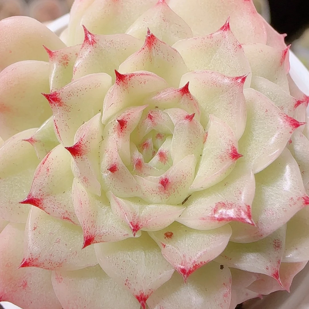 花语逸镜1126-87包子