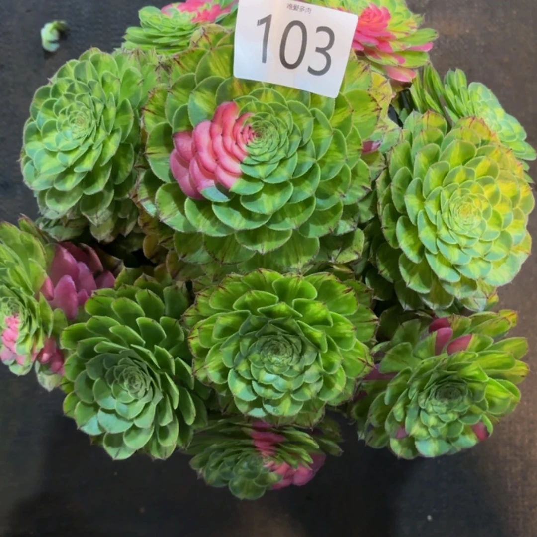 哈哈多肉葡萄知否103