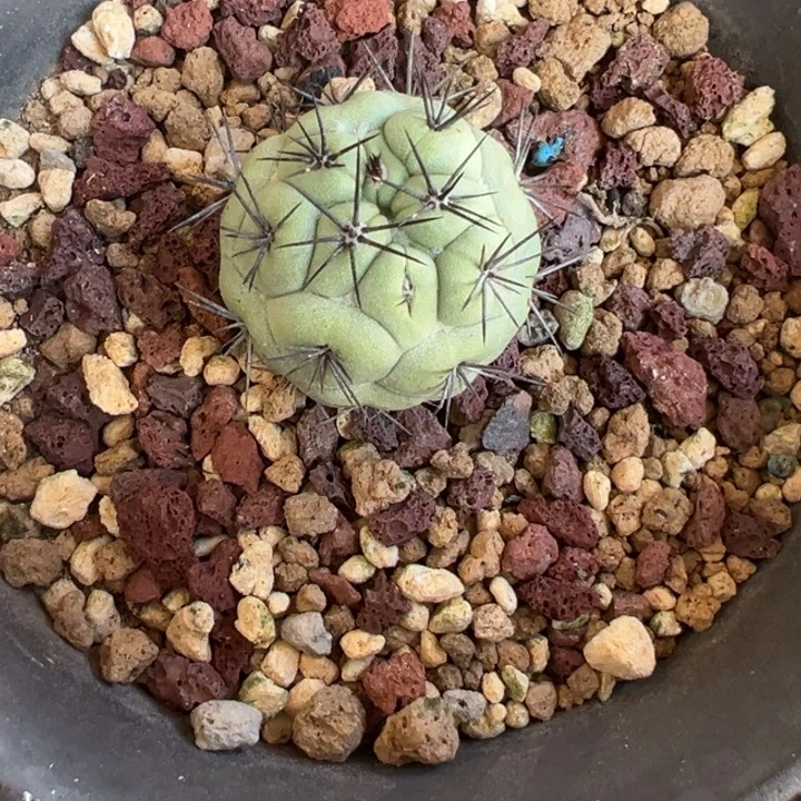 实生帝王丸带盆11111111