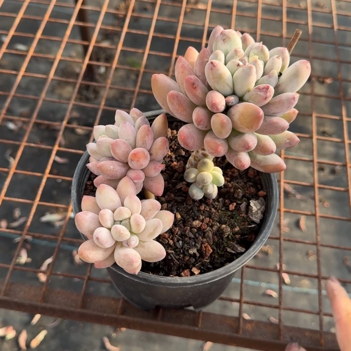 新品美人多肉植物绿植