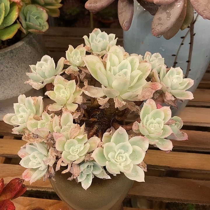 木***贝多肉植物肉肉植物