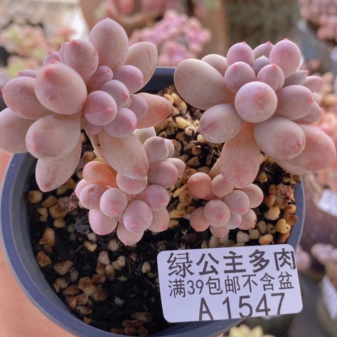 手指奶6cm1547多肉酱