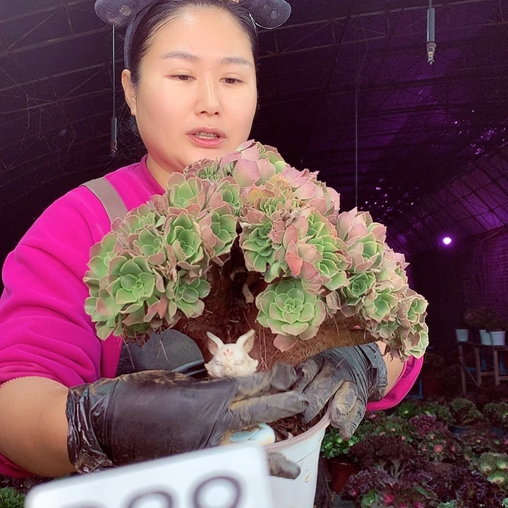 柒柒精品多肉脱土发货不包断侧枝889