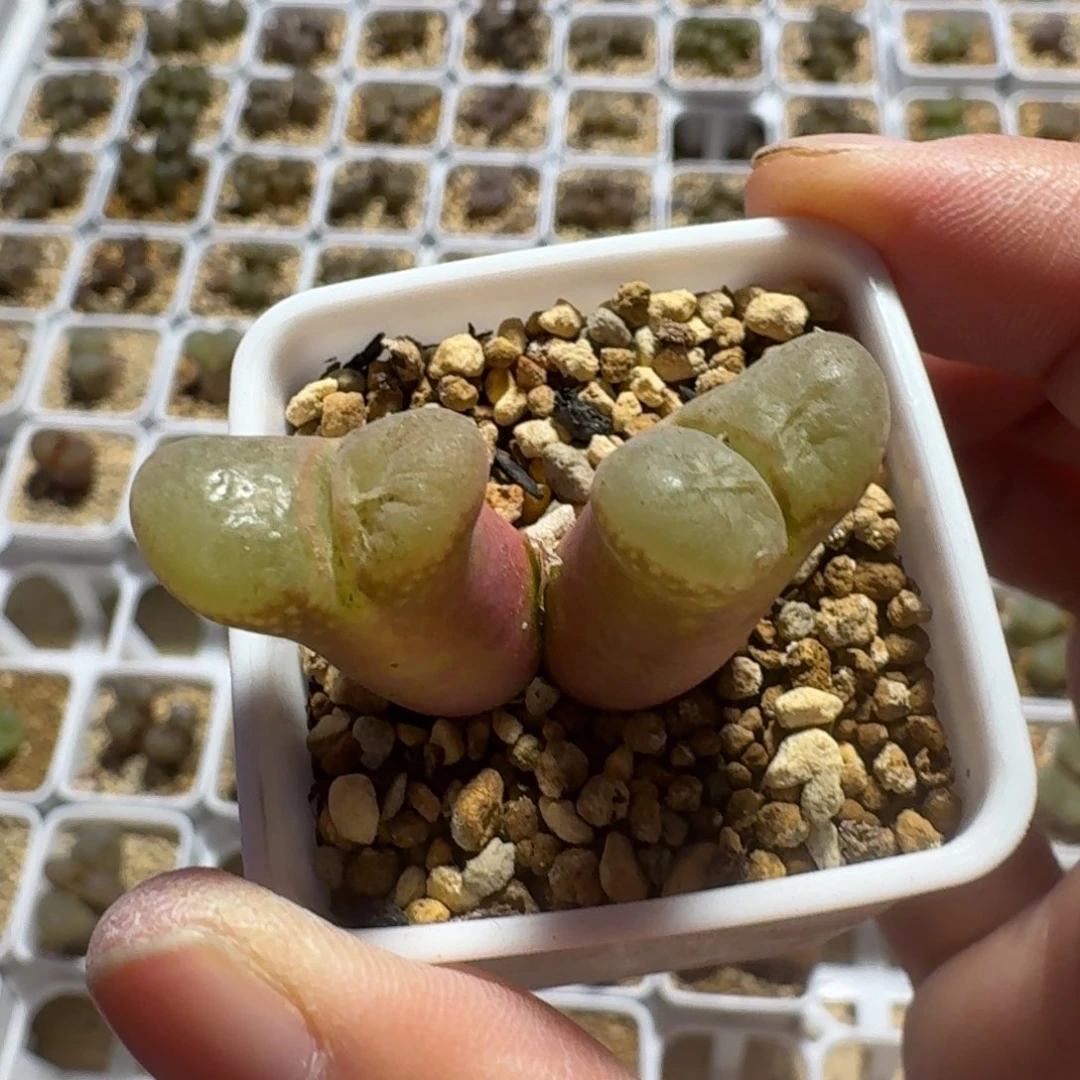 ?****呀多肉...............