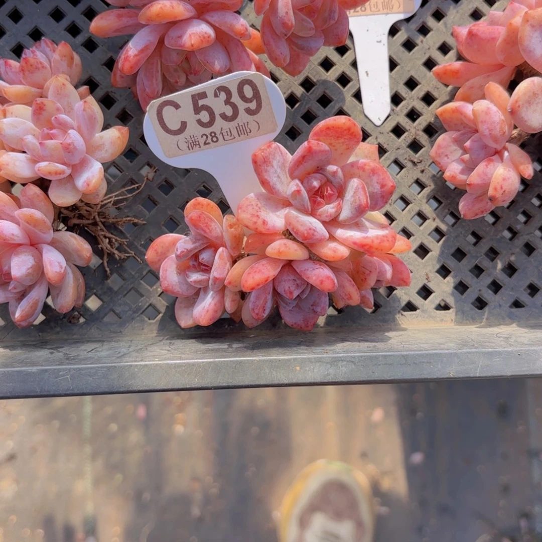 .***肉C539橙子一物一拍