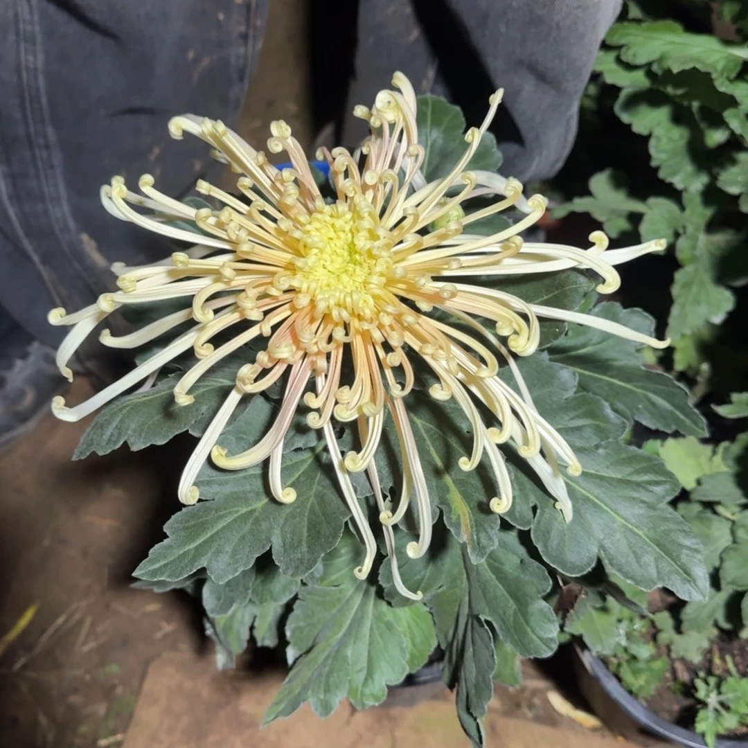 完全开放3013读本未知