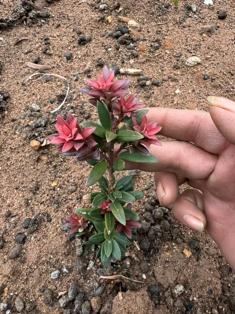 各种芽色哇塞的罗汉松小苗，嫁接桩