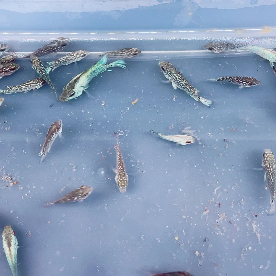 加***乐罗汉鱼罗汉鱼苗50条