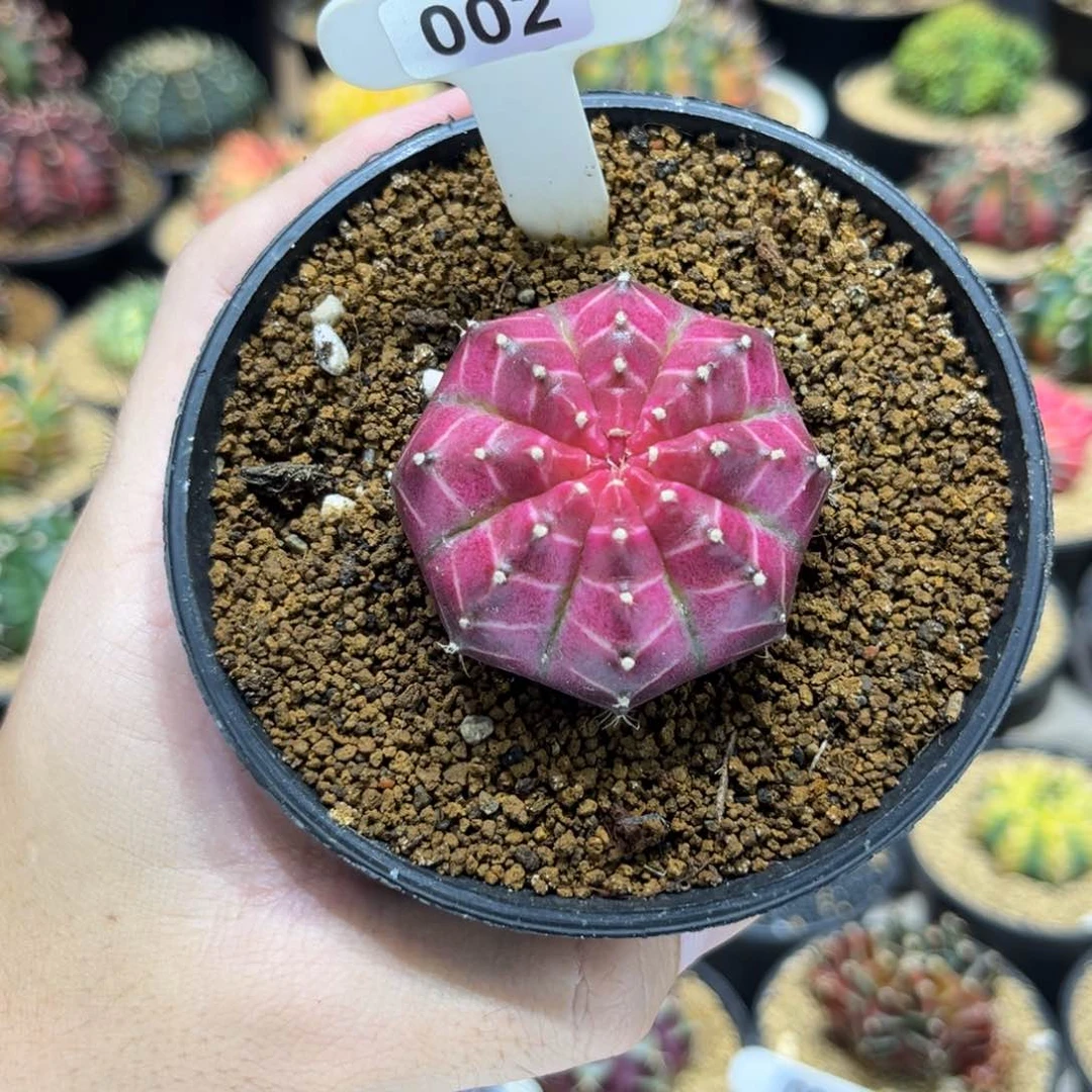 实生根梦想轮回退无刺