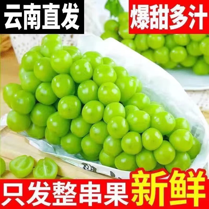 【产地助农】云南阳光玫瑰葡萄绿葡萄新鲜采摘无籽脆甜多汁当季水果