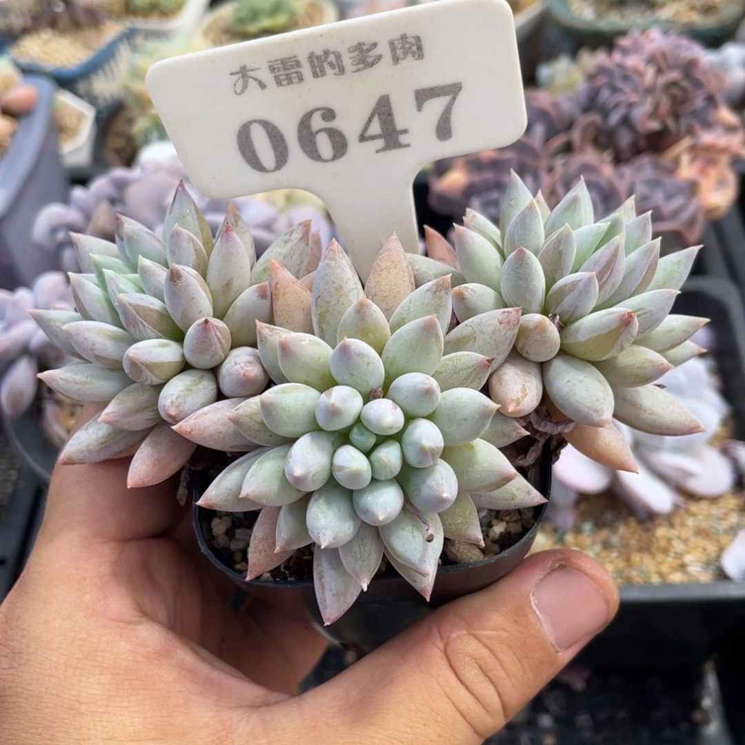 0647所罗门不带盆11厘米